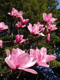 Magnolia Charles Raffelli (Magnolia campbelli) - Ladybird Nursery