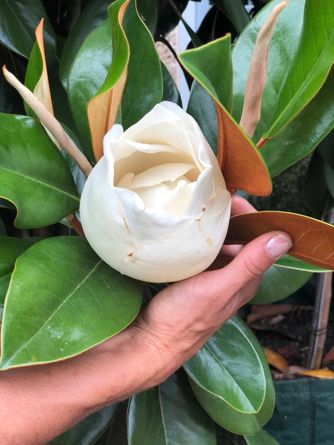 Magnolia Coolwyn Gloss (Magnolia grandiflora) - Ladybird Nursery