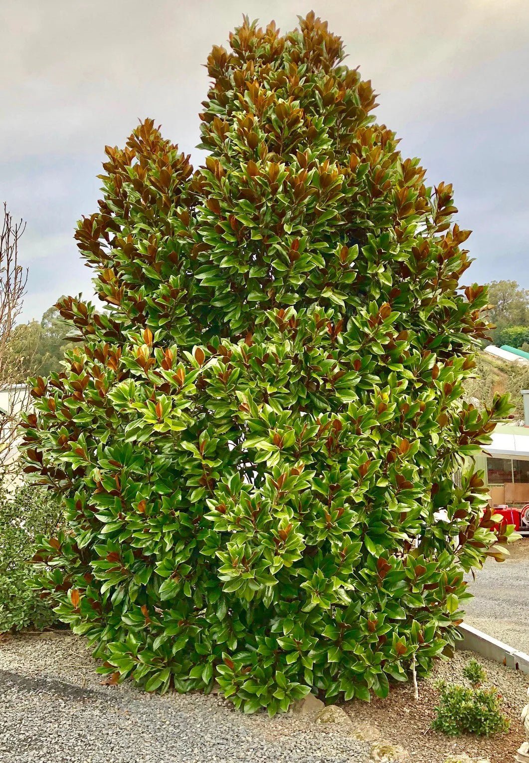 Magnolia Coolwyn Gloss (Magnolia grandiflora) - Ladybird Nursery
