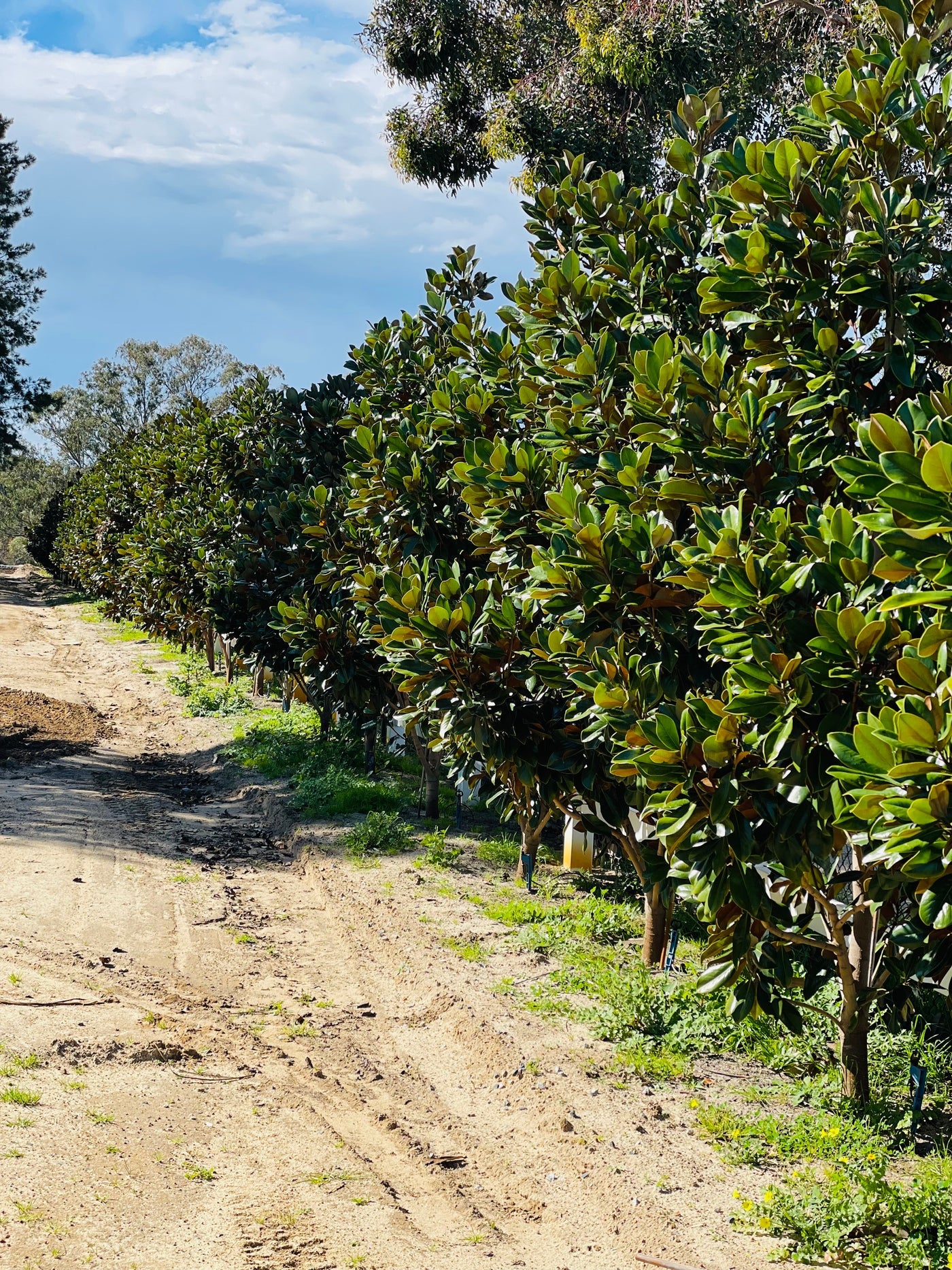 Magnolia Coolwyn Gloss (Magnolia grandiflora)