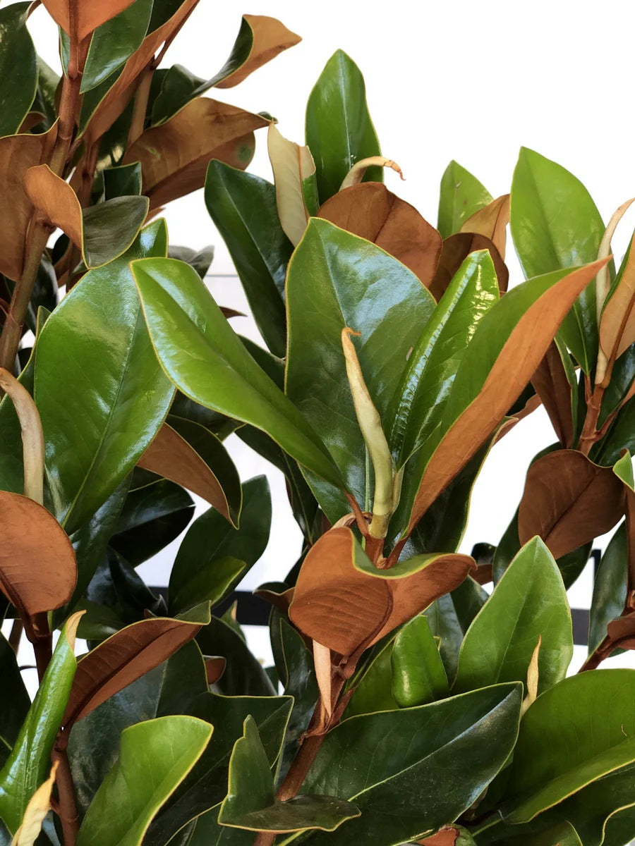 Magnolia Coolwyn Gloss (Magnolia grandiflora)