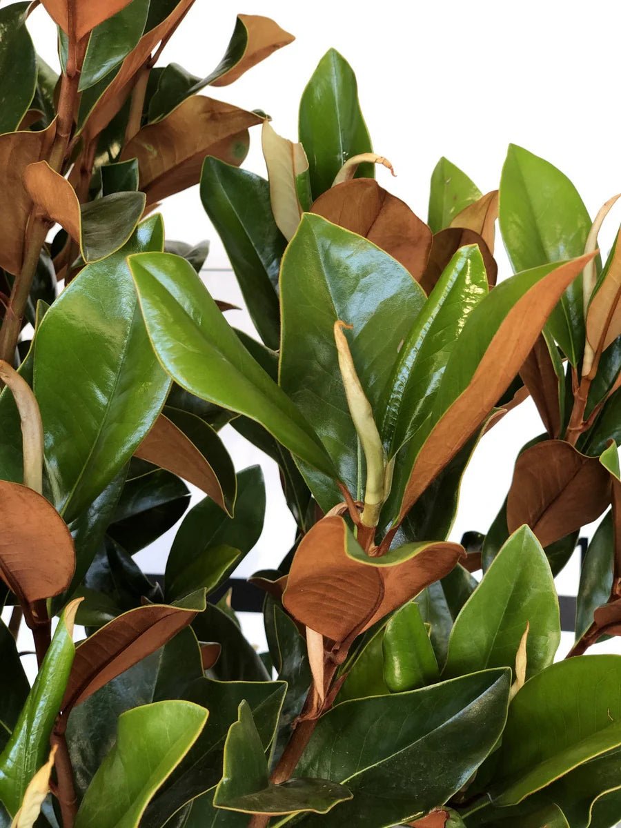 Magnolia Coolwyn Gloss (Magnolia grandiflora) - Ladybird Nursery