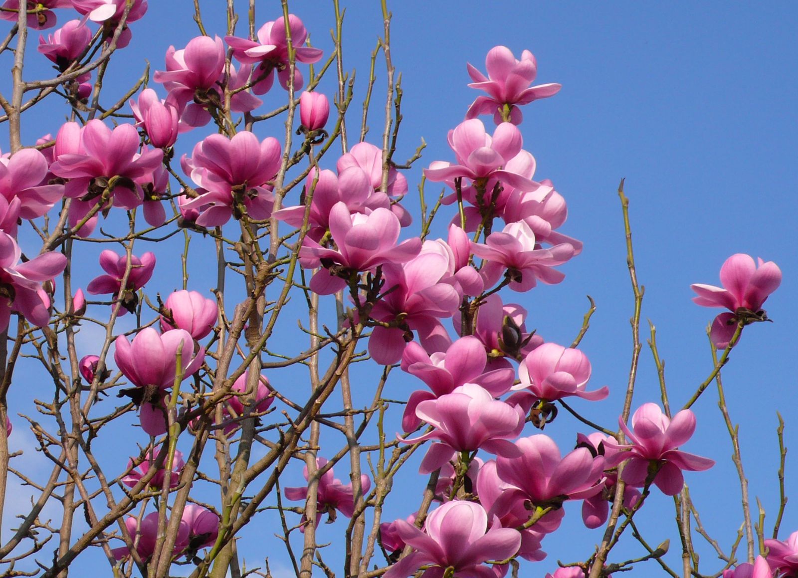 Magnolia Copeland Court (Magnolia sprengeri) - Ladybird Nursery