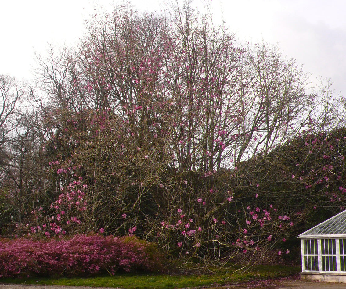 Magnolia Copeland Court (Magnolia sprengeri)
