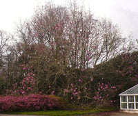 Magnolia Copeland Court (Magnolia sprengeri) - Ladybird Nursery