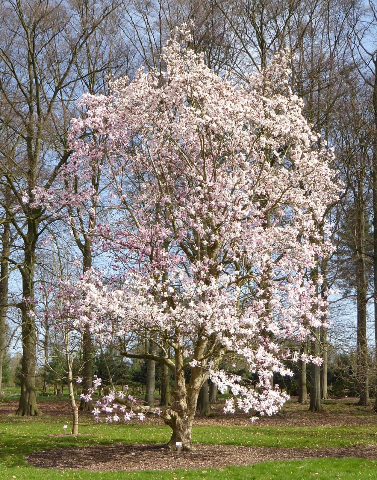 Magnolia Copeland Court (Magnolia sprengeri)
