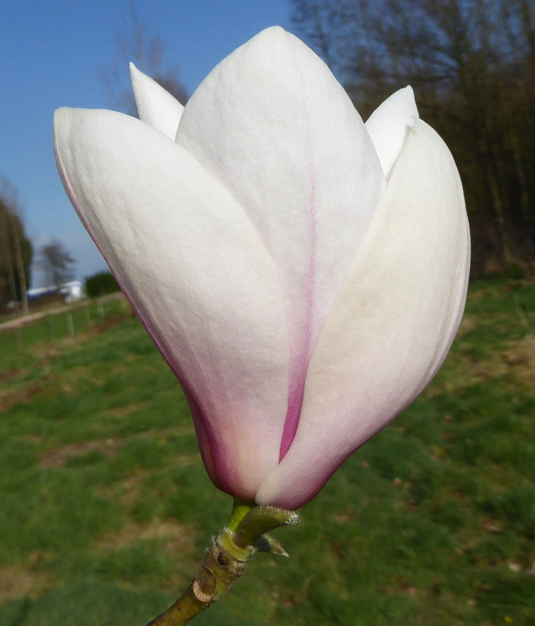 Magnolia Copeland Court (Magnolia sprengeri) - Ladybird Nursery