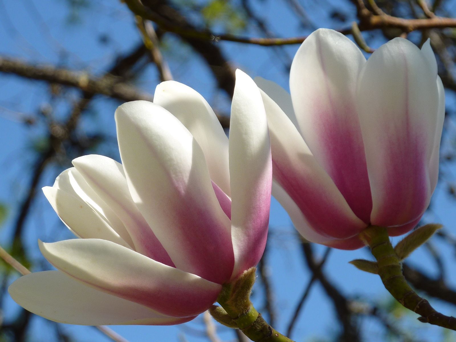 Magnolia Copeland Court (Magnolia sprengeri)