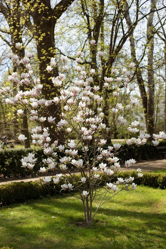 Magnolia Dolly Horn - Ladybird Nursery