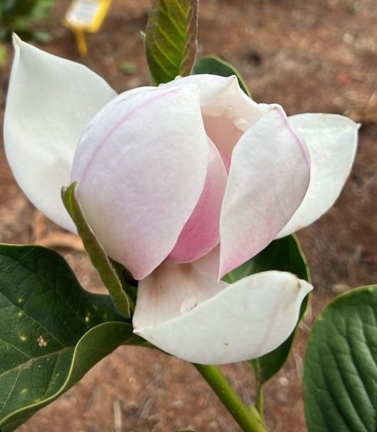 Magnolia Dolly Horn - Ladybird Nursery