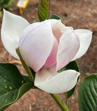 Magnolia Dolly Horn - Ladybird Nursery