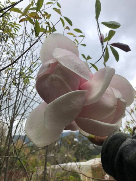 Magnolia Dolly Horn - Ladybird Nursery
