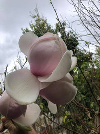 Magnolia Dolly Horn