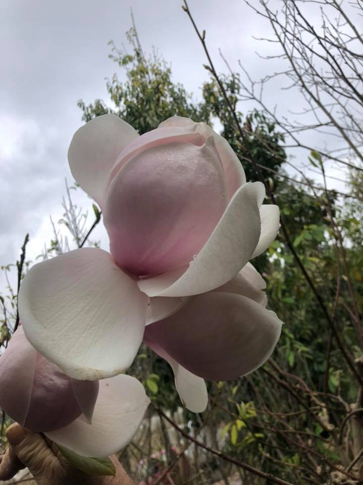 Magnolia Dolly Horn - Ladybird Nursery