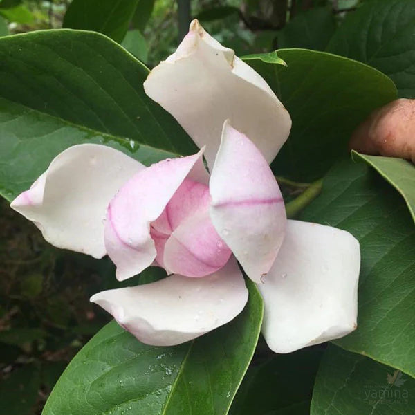Magnolia Dolly Horn