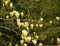 Magnolia Elizabeth (Magnolia x acuminata) - Ladybird Nursery