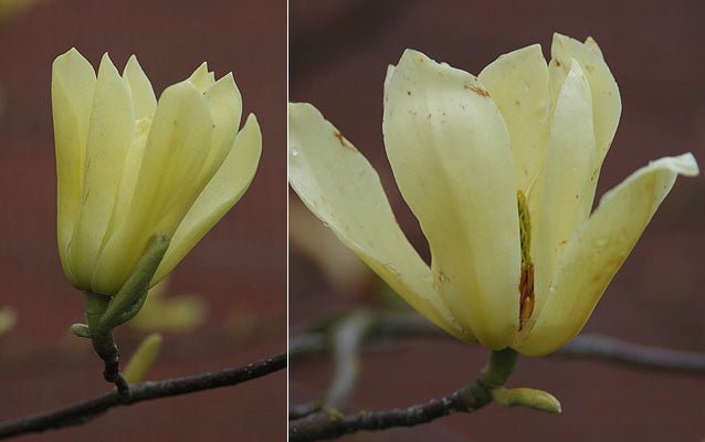 Magnolia Elizabeth (Magnolia x acuminata) - Ladybird Nursery