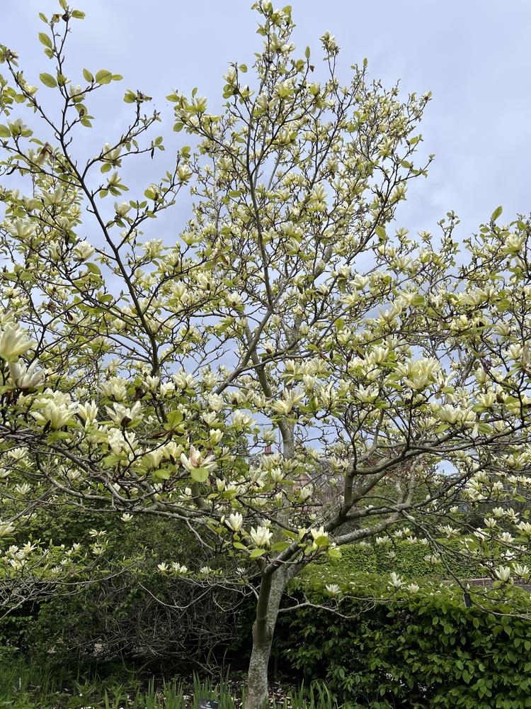 Magnolia Elizabeth - Ladybird Nursery