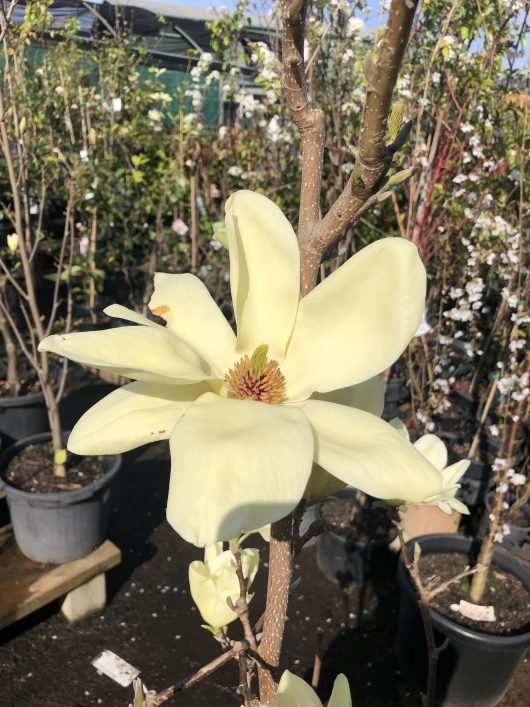 Magnolia Elizabeth - Ladybird Nursery