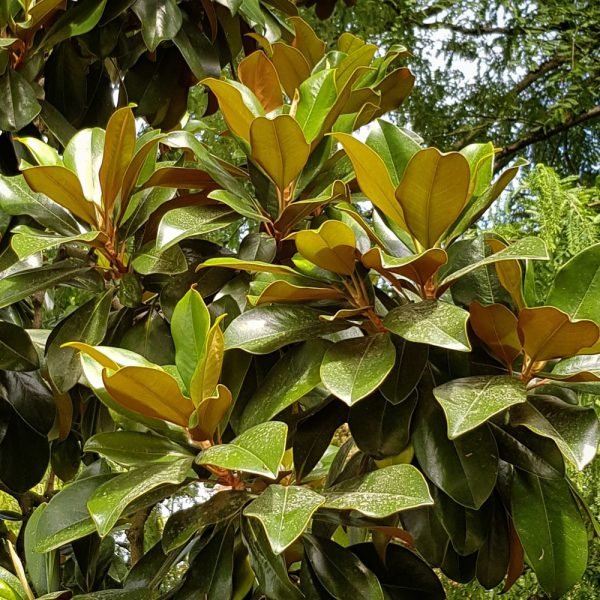 Magnolia Emory (Magnolia grandiflora) - Ladybird Nursery