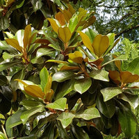 Magnolia Emory (Magnolia grandiflora) - Ladybird Nursery
