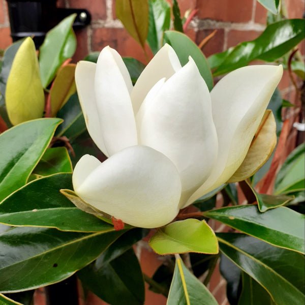 Magnolia Emory (Magnolia grandiflora) - Ladybird Nursery