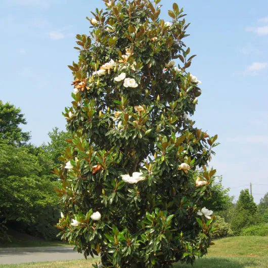 Magnolia Emory (Magnolia grandiflora) - Ladybird Nursery