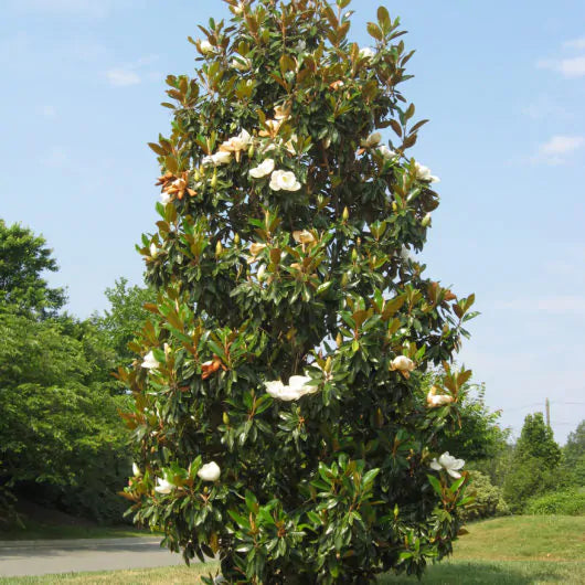 Magnolia Emory (Magnolia grandiflora)