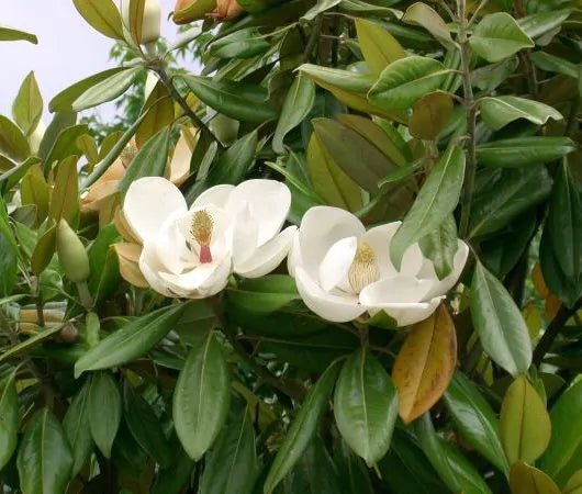 Magnolia Emory (Magnolia grandiflora) - Ladybird Nursery