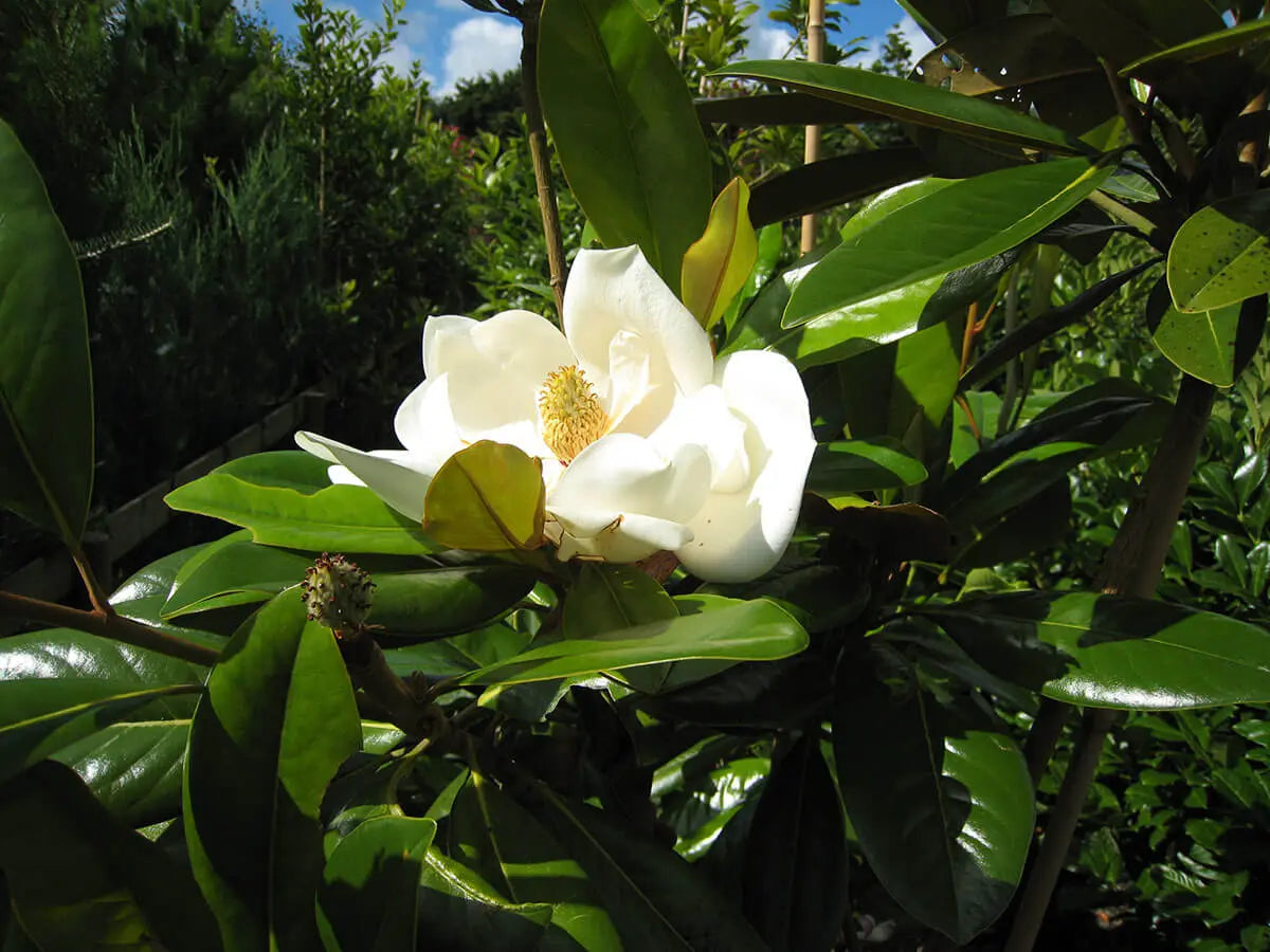 Magnolia Exmouth (Magnolia grandiflora)