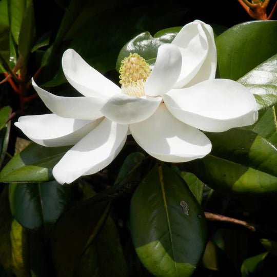 Magnolia Exmouth (Magnolia grandiflora) - Ladybird Nursery