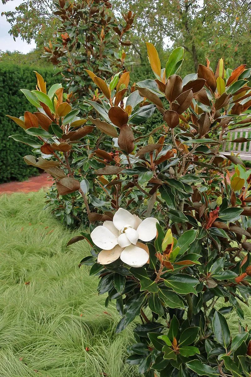 Magnolia Exmouth (Magnolia grandiflora) - Ladybird Nursery