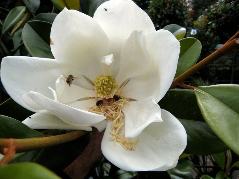 Magnolia Exmouth (Magnolia grandiflora) - Ladybird Nursery