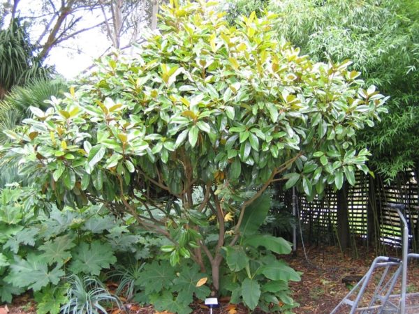 Magnolia Exmouth (Magnolia grandiflora)