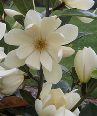 Magnolia Fairy White (Magnolia doltsopa)
