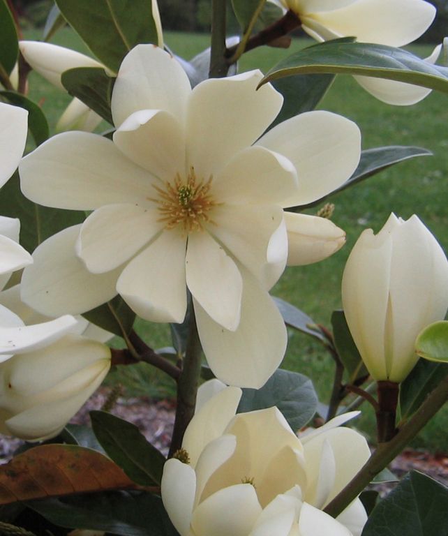 Magnolia Fairy White (Magnolia doltsopa) - Ladybird Nursery