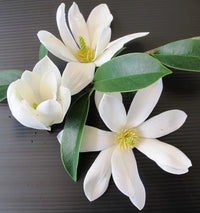 Magnolia Fairy White (Magnolia doltsopa) 300mm** (PICK UP ONLY)