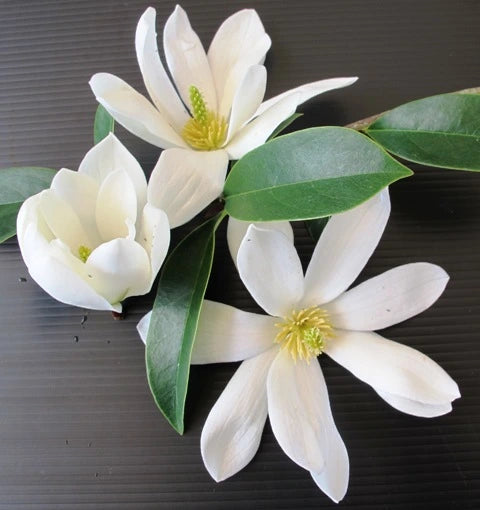 Magnolia Fairy White (Magnolia doltsopa) 300mm** (PICK UP ONLY)