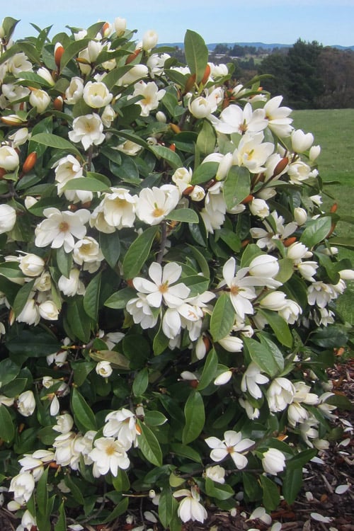 Magnolia Fairy White (Magnolia doltsopa) - Ladybird Nursery
