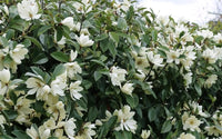 Magnolia Fairy White (Magnolia doltsopa) - Ladybird Nursery