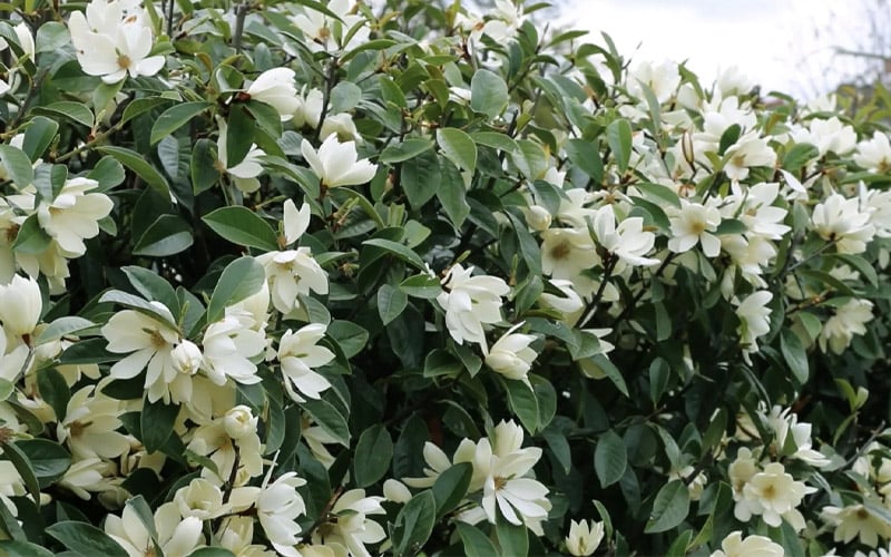 Magnolia Fairy White (Magnolia doltsopa) - Ladybird Nursery