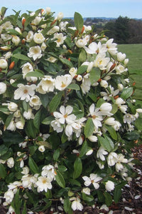 Magnolia Fairy White (Magnolia doltsopa) - Ladybird Nursery