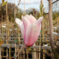 Magnolia Full Eclipse