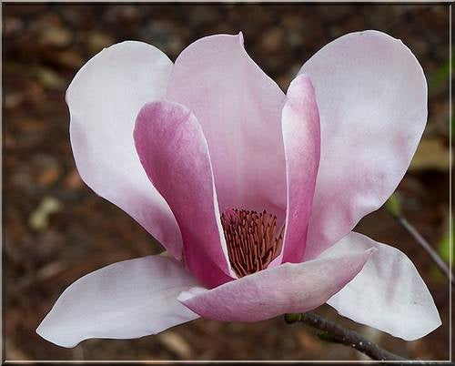 Magnolia Full Eclipse