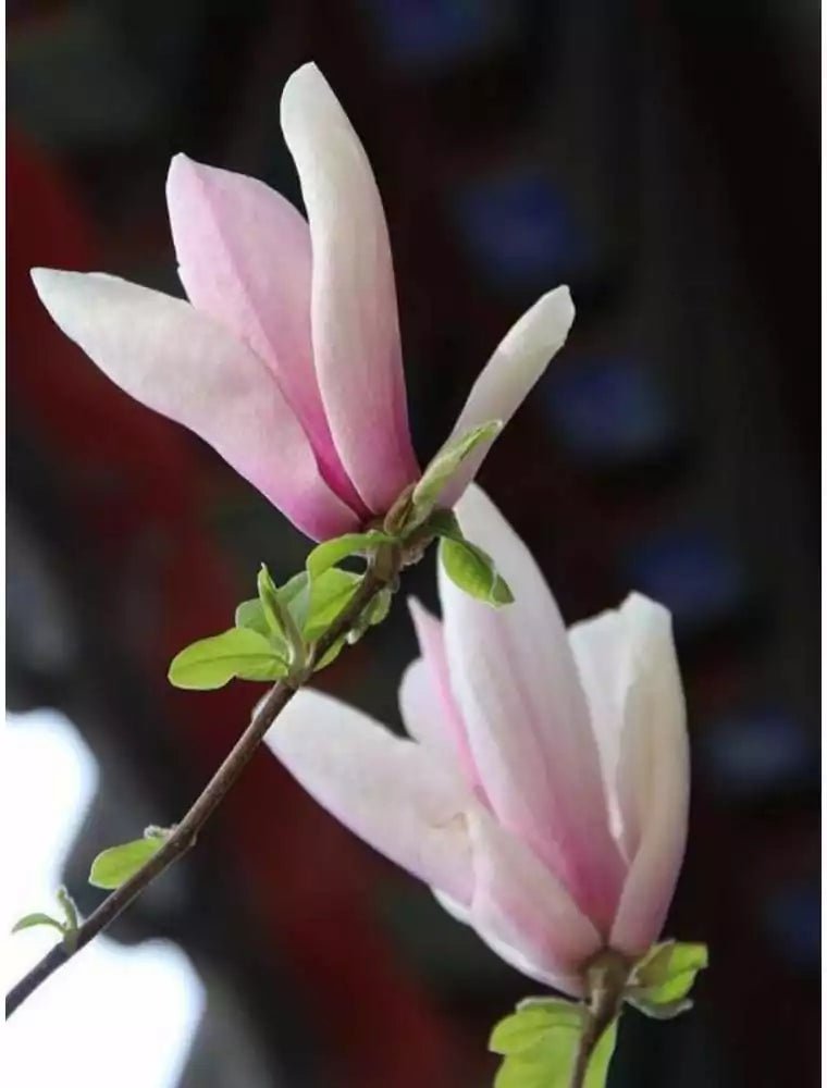 Magnolia Full Eclipse - Ladybird Nursery
