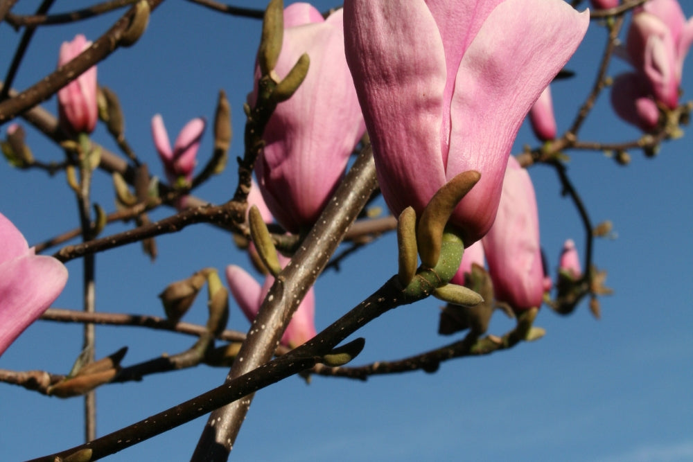 Magnolia Full Eclipse