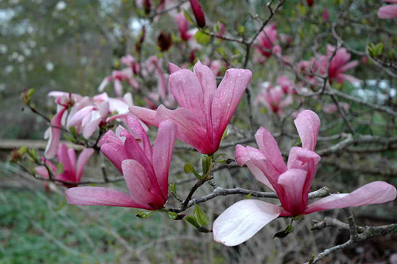 Magnolia Galaxy