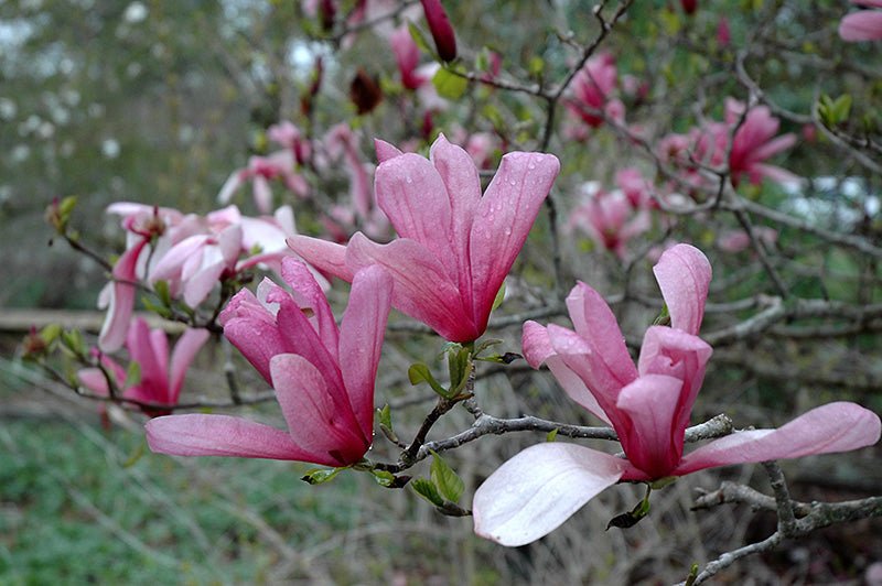 Magnolia Galaxy - Ladybird Nursery