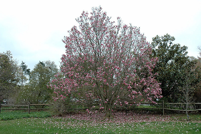 Magnolia Galaxy