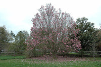 Magnolia Galaxy - Ladybird Nursery